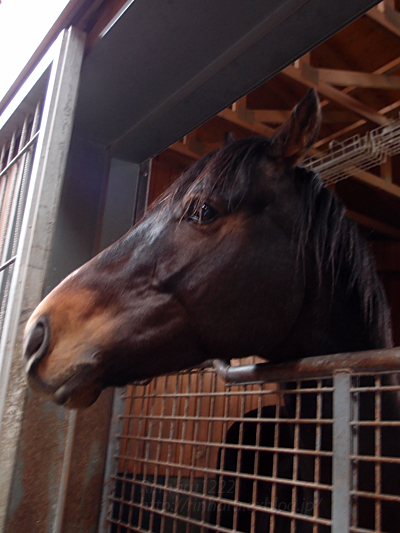 2016.11.23 社台スタリオンステーション☆ドゥラメンテ【Thoroughbred】_f0250322_024979.jpg