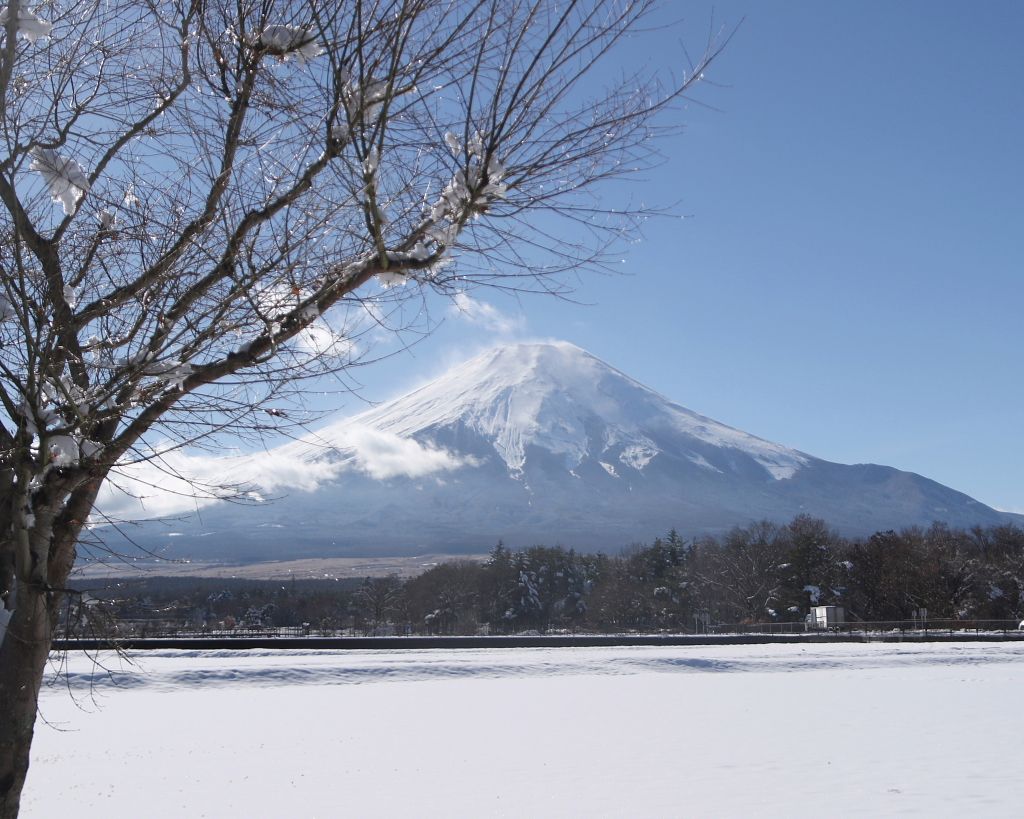 小枝の宝石_d0240223_10245928.jpg