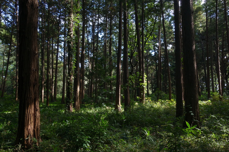 a0287336_2013291.jpg