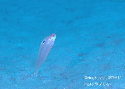 OW講習生でも観れるへんてこな生き物達_b0163039_14373836.jpg