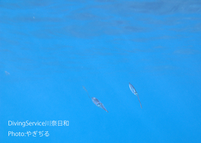 OW講習生でも観れるへんてこな生き物達_b0163039_14382523.jpg