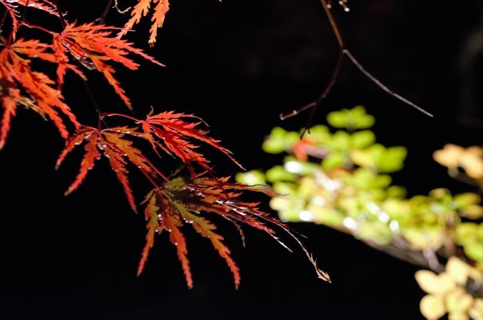 ”蓮光寺～紅葉ライトアップ...11/29tue\"_d0153941_17594547.jpg