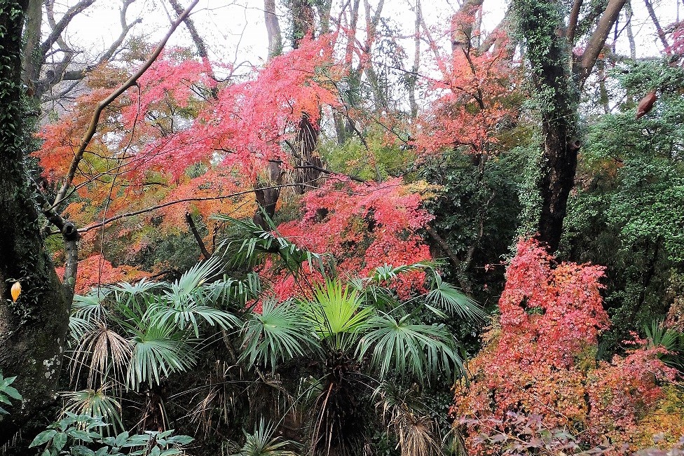 佐倉城址公園、空堀の紅葉　　　　_b0236251_1049972.jpg