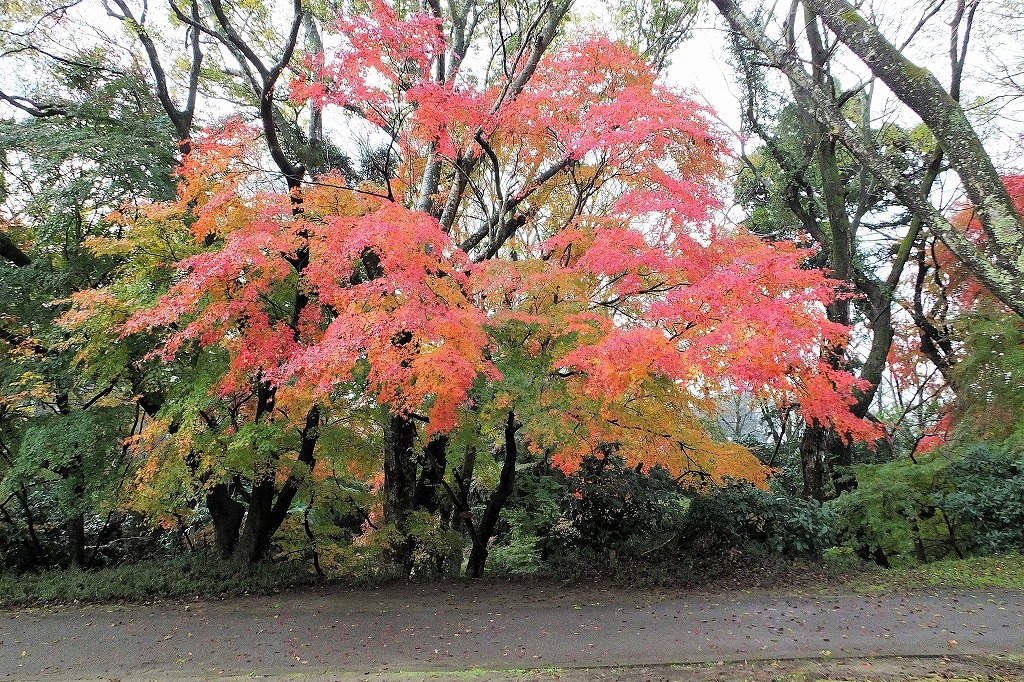 佐倉城址公園、空堀の紅葉　　　　_b0236251_10551469.jpg