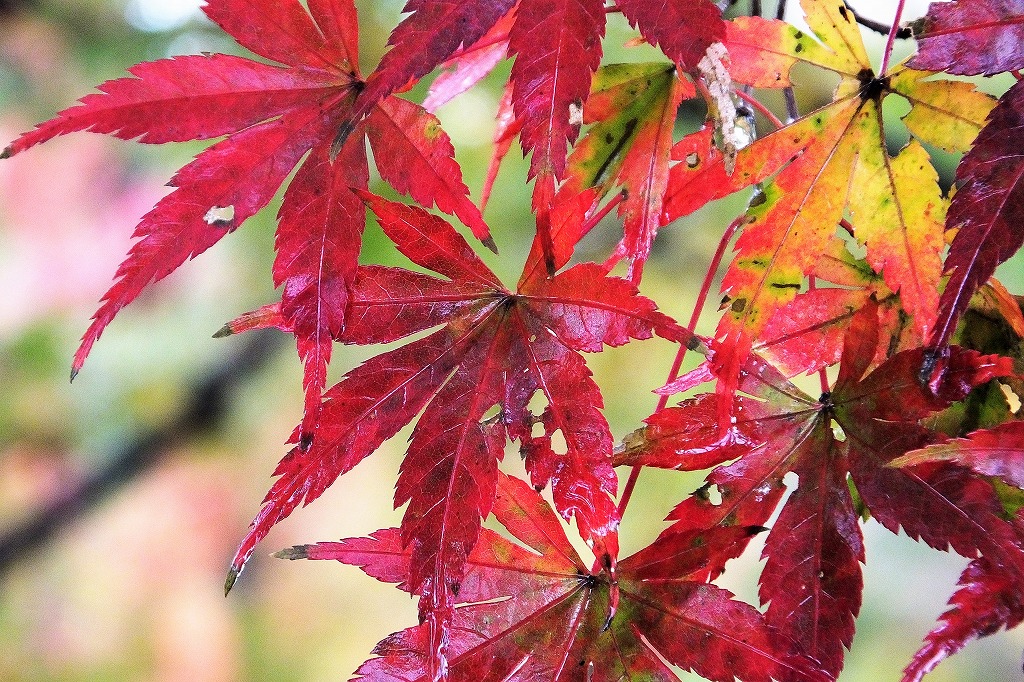 佐倉城址公園、空堀の紅葉　　　　_b0236251_10575183.jpg