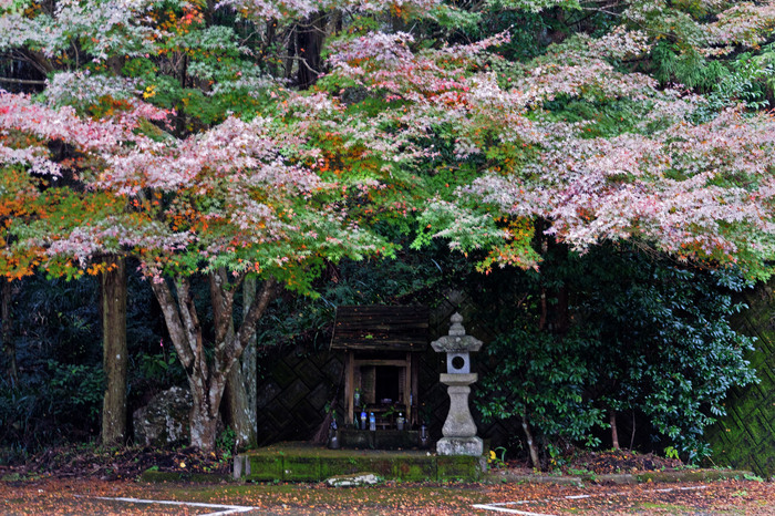 落ち紅葉狩り　2016_e0261558_2152618.jpg