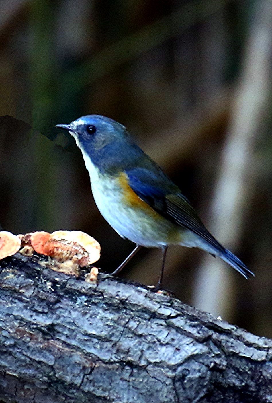 青い鳥　　ルリビタキ_e0139059_14542072.jpg