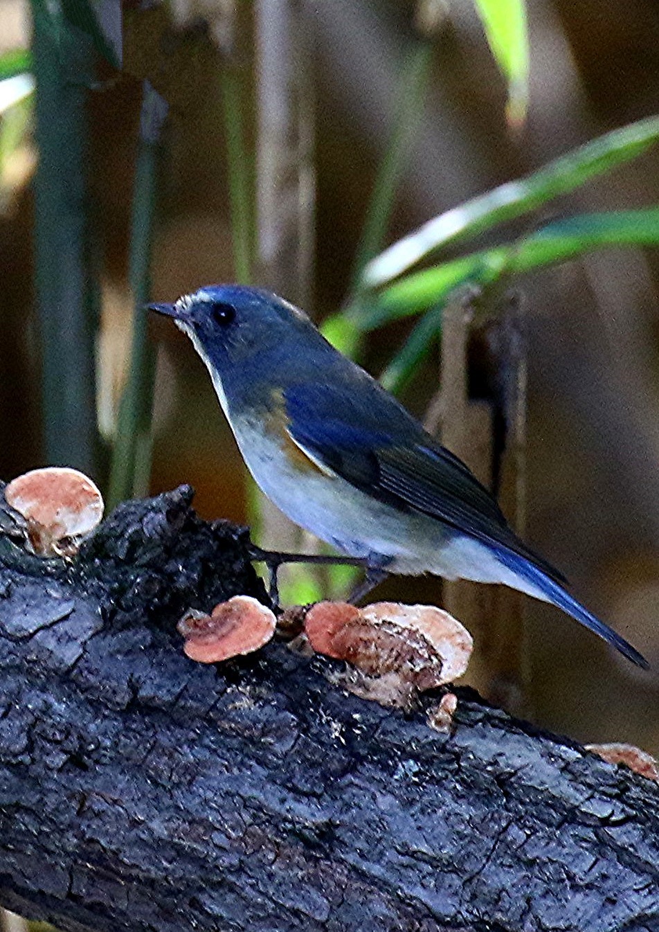 青い鳥　　ルリビタキ_e0139059_14592436.jpg