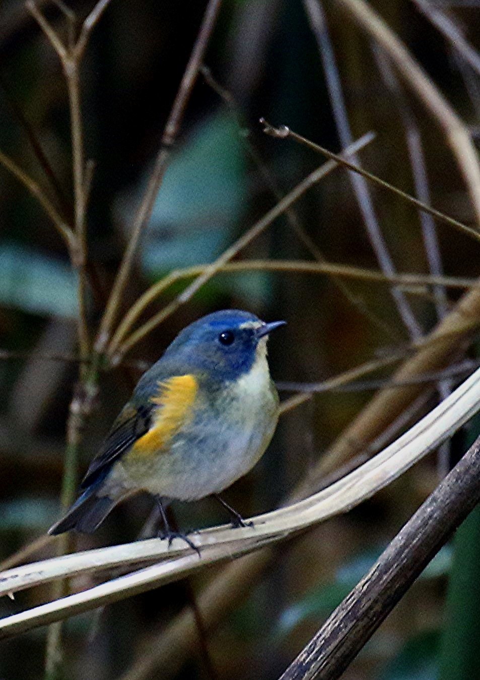 青い鳥　　ルリビタキ_e0139059_16143895.jpg