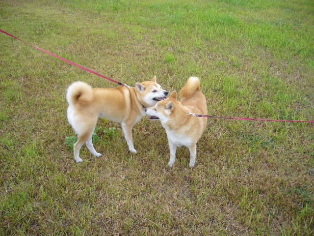 ’16,11,29(火)さくらちゃんに会いにいったYO!_f0060461_10365795.jpg
