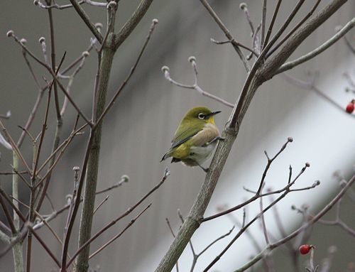 今日の鳥さん　161129_a0020763_19493400.jpg