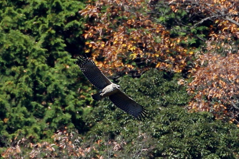 鳴きながら飛ぶクマタカの幼鳥_e0330871_00290171.jpg