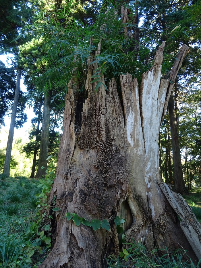 西連寺の大イチョウ　　_c0143772_17101148.jpg