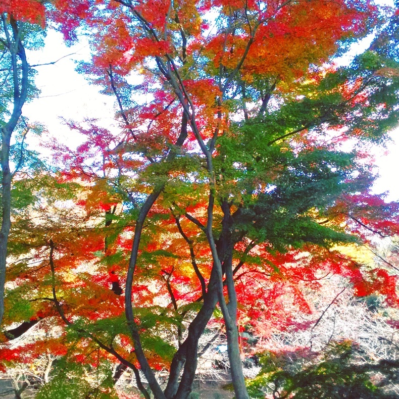 上野の紅葉と弥生美術館。_e0029472_23293480.jpg