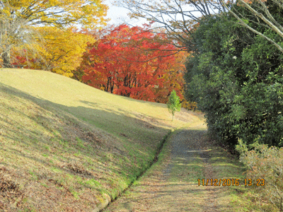 紅葉と落葉する針葉樹3種 宮城県 県民の森blog 紅葉と落葉する針葉樹3種 宮城県 県民の森blog
