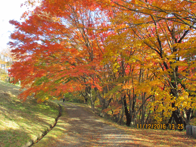 紅葉と落葉する針葉樹3種 宮城県 県民の森blog 紅葉と落葉する針葉樹3種 宮城県 県民の森blog