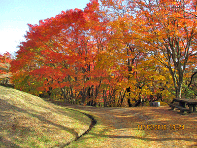 紅葉と落葉する針葉樹3種 宮城県 県民の森blog 紅葉と落葉する針葉樹3種 宮城県 県民の森blog