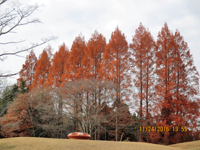 紅葉と落葉する針葉樹3種 宮城県 県民の森blog 紅葉と落葉する針葉樹3種 宮城県 県民の森blog