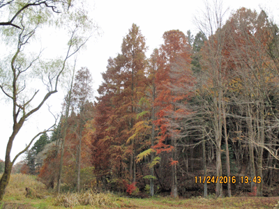 紅葉と落葉する針葉樹3種 宮城県 県民の森blog