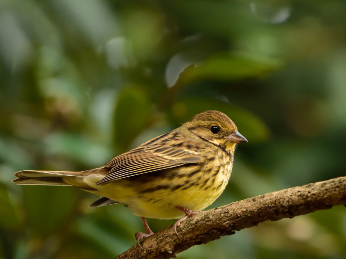 アオジ（青鵐）/Black-faced bunting_f0365975_23102944.jpg