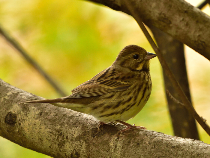 アオジ（青鵐）/Black-faced bunting_f0365975_23104825.jpg