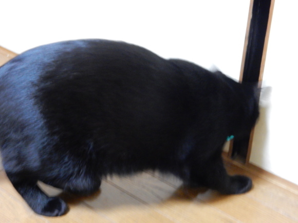 いま、一番欲しいもの_e0355177_12084601.jpg