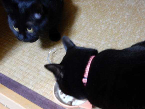 いま、一番欲しいもの_e0355177_12095314.jpg