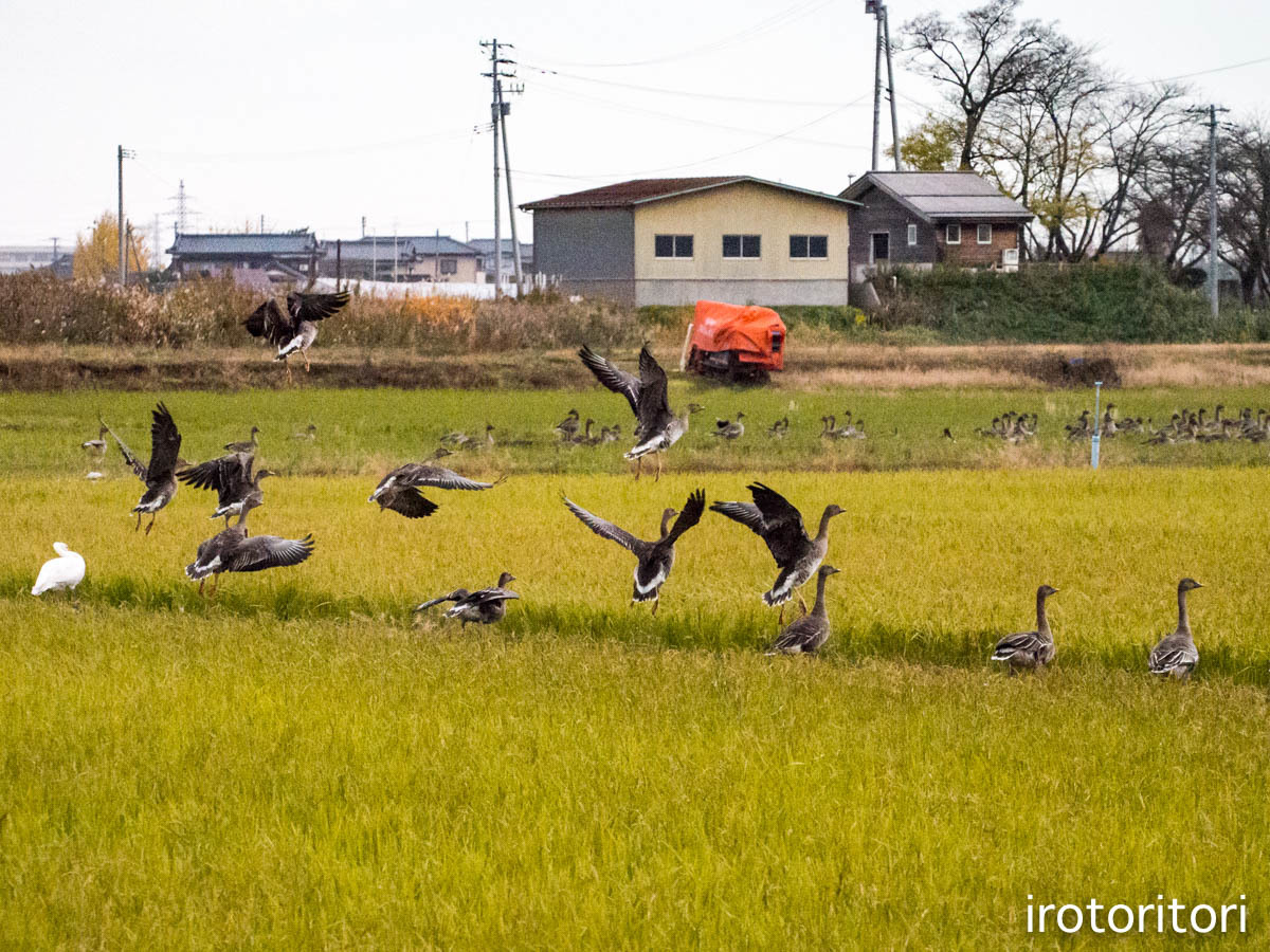 オオヒシクイ三昧〜！！　　（オオヒシクイ）　　2016/11/28_d0146592_01040857.jpg