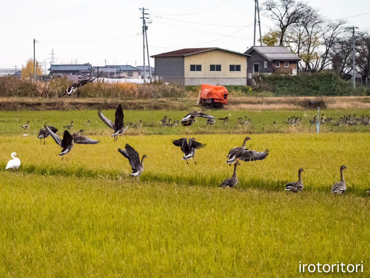 オオヒシクイ三昧〜！！　　（オオヒシクイ）　　2016/11/28_d0146592_01044019.jpg