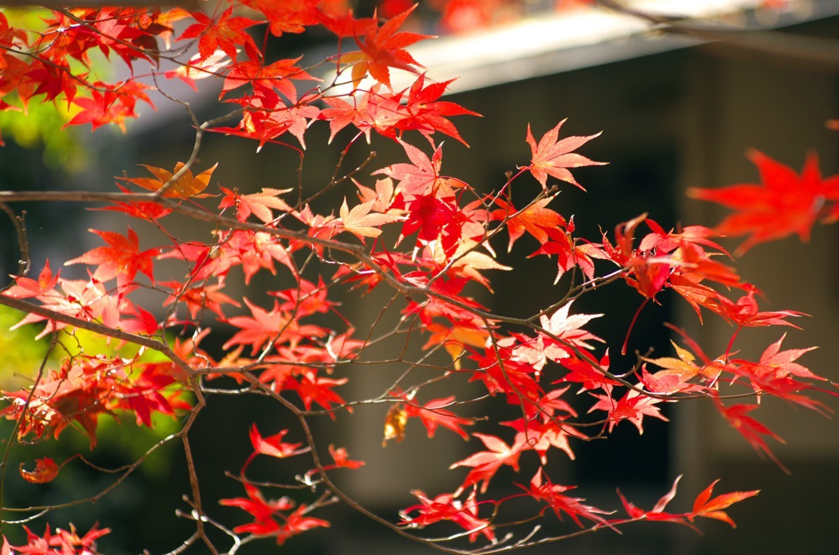 終りに近い京の紅葉　－　北嵯峨直指庵のゾンネタール_c0156404_14241216.jpg