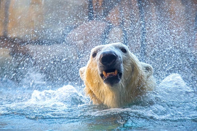 アメリカ・シカゴのリンカーンパーク動物園でのシークーへの健康チェック・トレーニング_a0151913_14574131.jpg