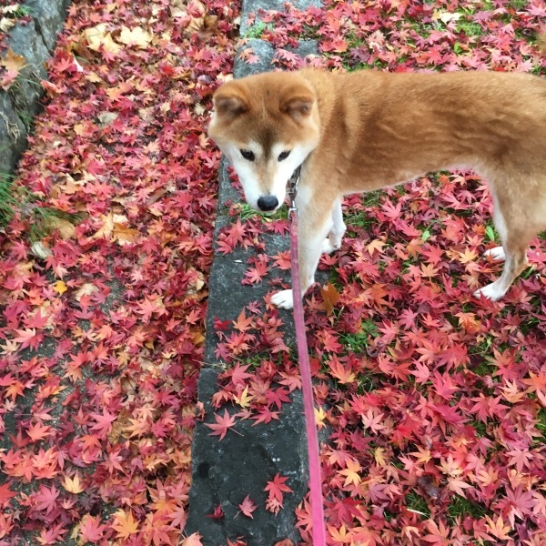 e0233614_07501936.jpeg