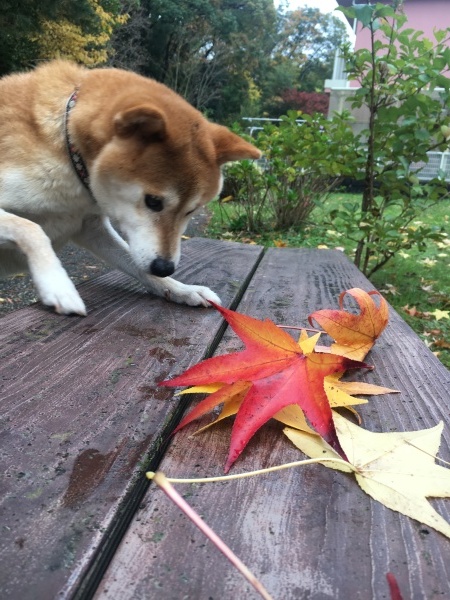 e0233614_07513899.jpeg