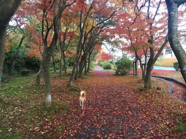 e0233614_09104135.jpeg