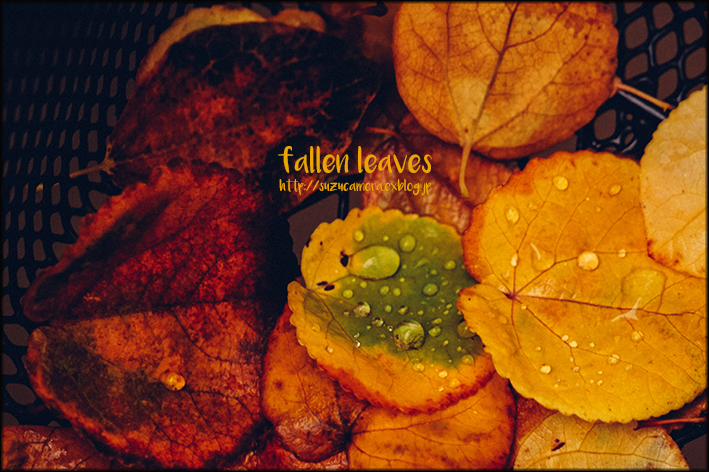 落ち葉と雨粒_f0100215_23132515.jpg