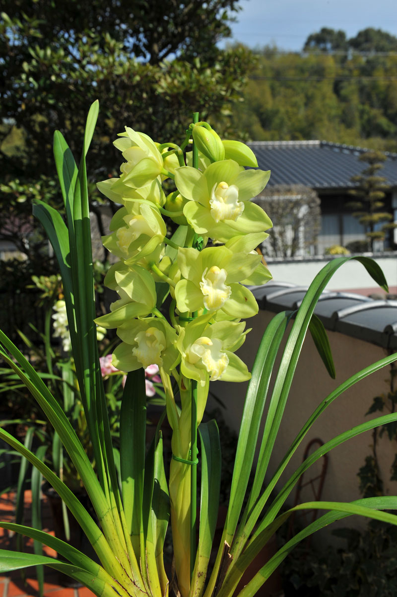 ラン らん 蘭 の花写真 2011_a0334126_2112186.jpg