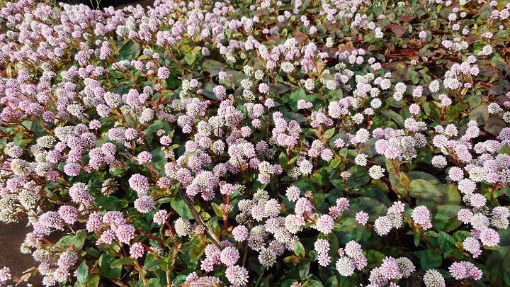 金平糖のような花 ニット美津江 ダイアリー 金平糖のような花 ニット美津江 ダイアリー