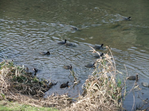 青い鳥..カワセミはどこに?_b0137932_19523422.jpg