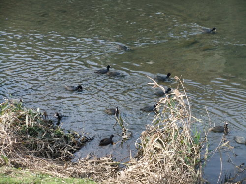 青い鳥..カワセミはどこに？_b0137932_19523422.jpg