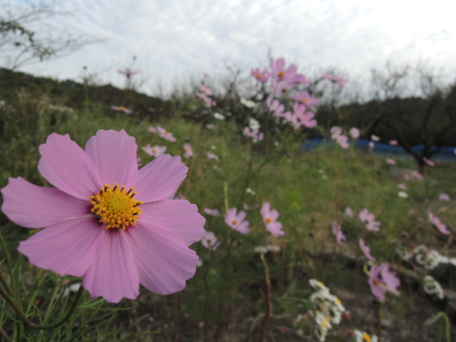 1.♪うす紅の秋桜が秋の日の..._b0134233_191023.jpg