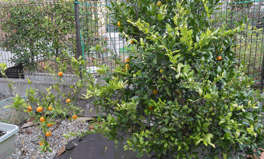 c0136736_18162925.gif