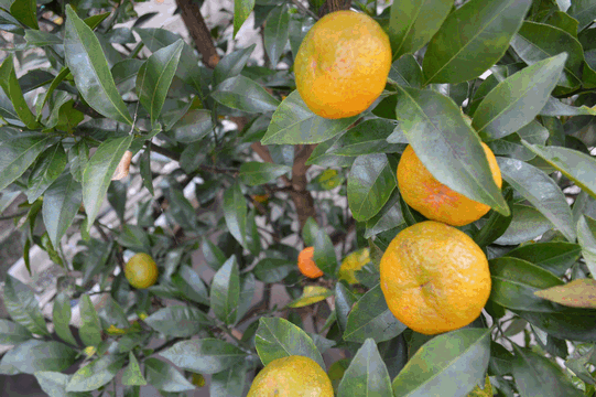 c0136736_18170042.gif