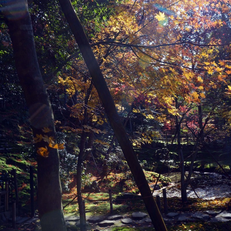 湖東三山の秋　西明寺 ②_d0246136_17054910.jpg