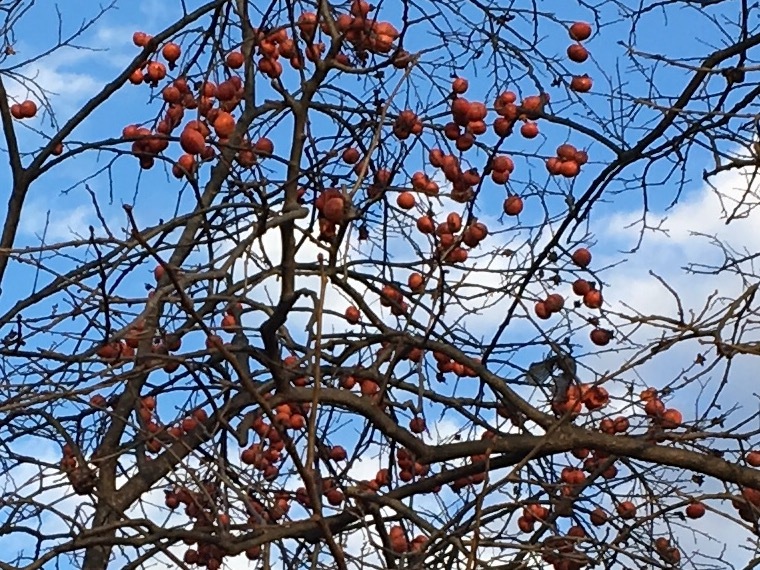 厚木市森の里の若宮公園_b0330040_13381771.jpg