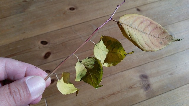 a0220446_15183414.jpg