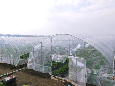 完熟紅ほっぺ　本格的な出荷前の、栽培ハウスの様子と減農薬栽培のこだわり_a0254656_8554483.jpg