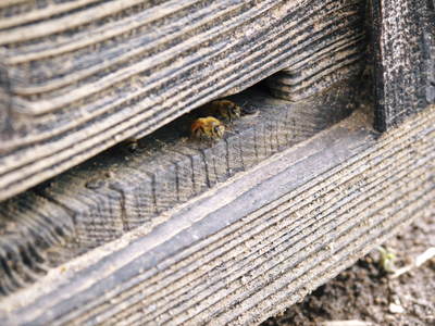 完熟紅ほっぺ　本格的な出荷前の、栽培ハウスの様子と減農薬栽培のこだわり_a0254656_910396.jpg