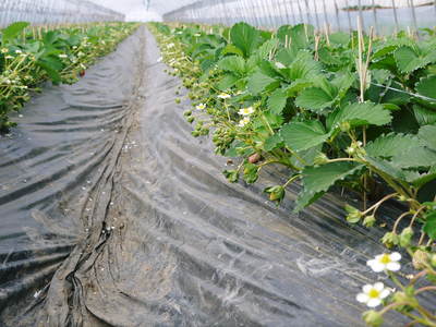 完熟紅ほっぺ　本格的な出荷前の、栽培ハウスの様子と減農薬栽培のこだわり_a0254656_9244255.jpg