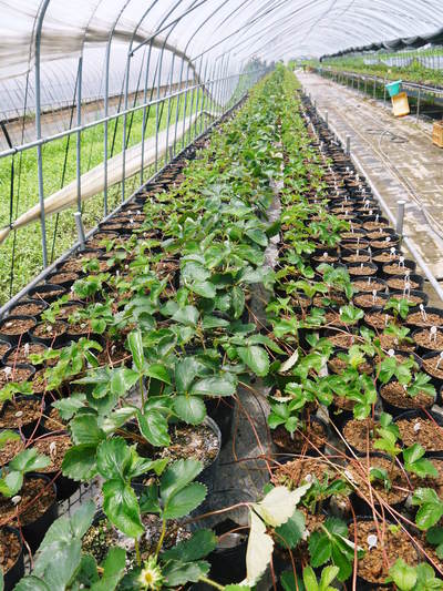 完熟紅ほっぺ　本格的な出荷前の、栽培ハウスの様子と減農薬栽培のこだわり_a0254656_9443100.jpg