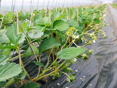 完熟紅ほっぺ　本格的な出荷前の、栽培ハウスの様子と減農薬栽培のこだわり_a0254656_950553.jpg